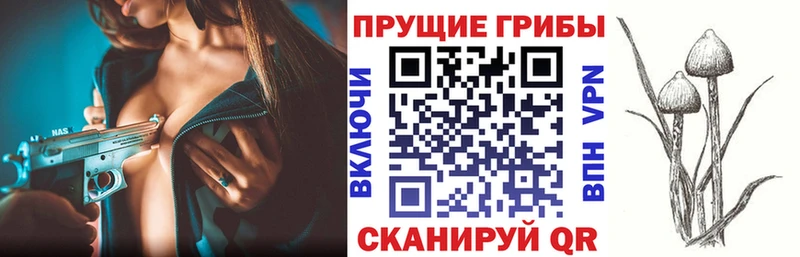 Псилоцибиновые грибы Cubensis нарко площадка как зайти Емва